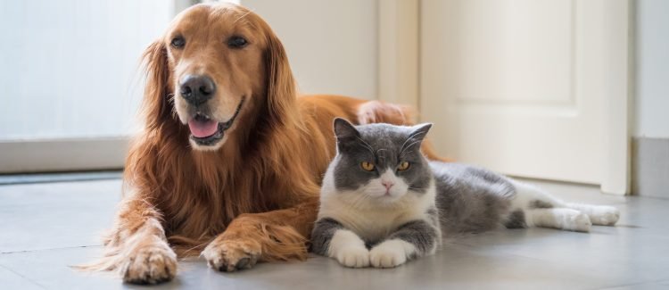 Desentupidora oferece atendimento 24h para pet shops em Porto Alegre